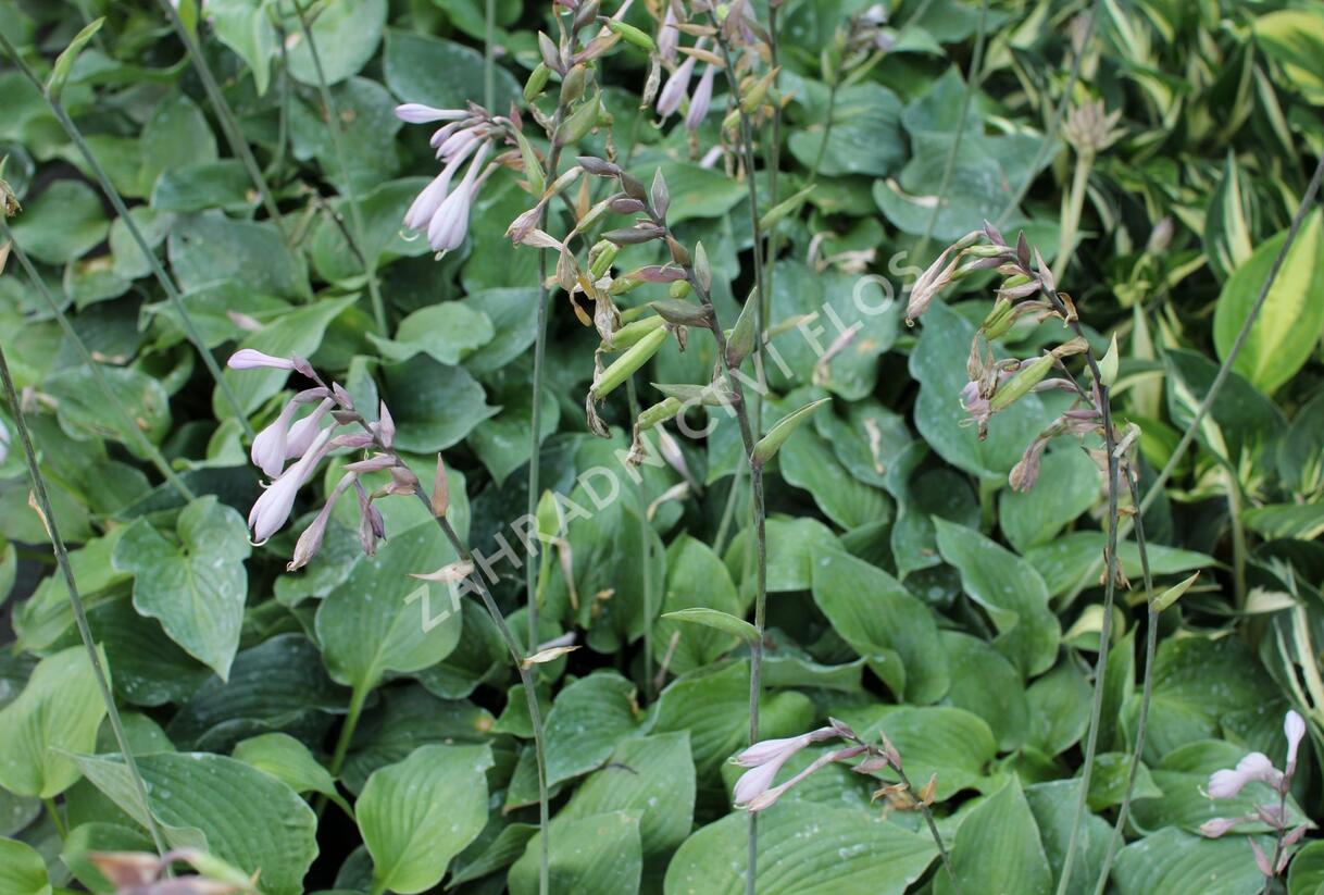 Bohyška 'Blue Boy' - Hosta 'Blue Boy'