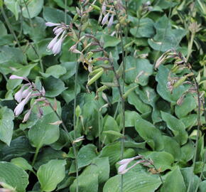 Bohyška 'Blue Boy' - Hosta 'Blue Boy'