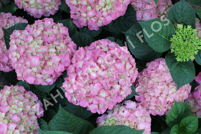 Hortenzie velkolistá 'King George V.' - Hydrangea macrophylla 'King George V.'