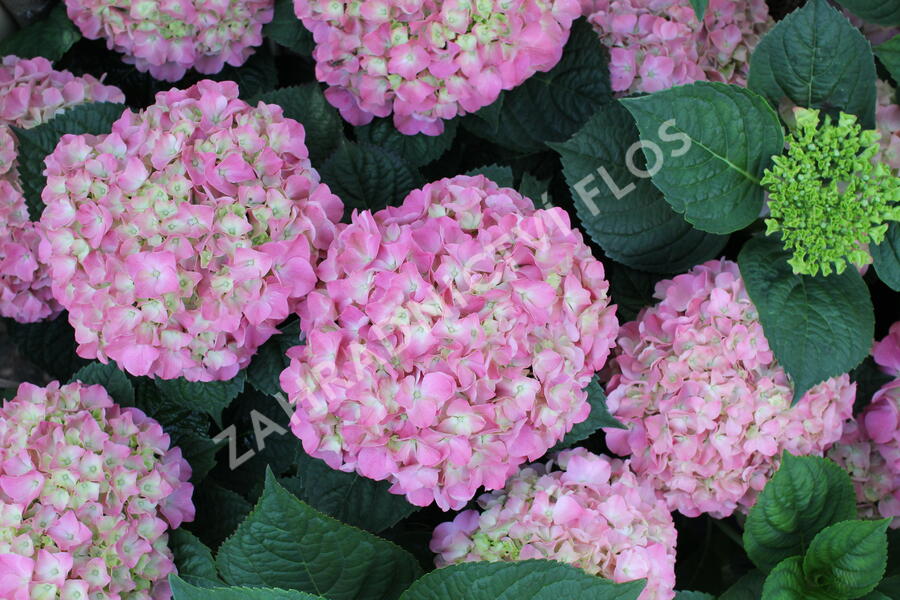 Hortenzie velkolistá 'King George V.' - Hydrangea macrophylla 'King George V.'