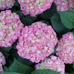 Hortenzie velkolistá 'King George V.' - Hydrangea macrophylla 'King George V.'