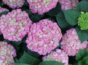 Hortenzie velkolistá 'King George V.' - Hydrangea macrophylla 'King George V.'