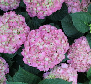 Hortenzie velkolistá 'King George V.' - Hydrangea macrophylla 'King George V.'