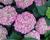 Hortenzie velkolistá 'King George V.'