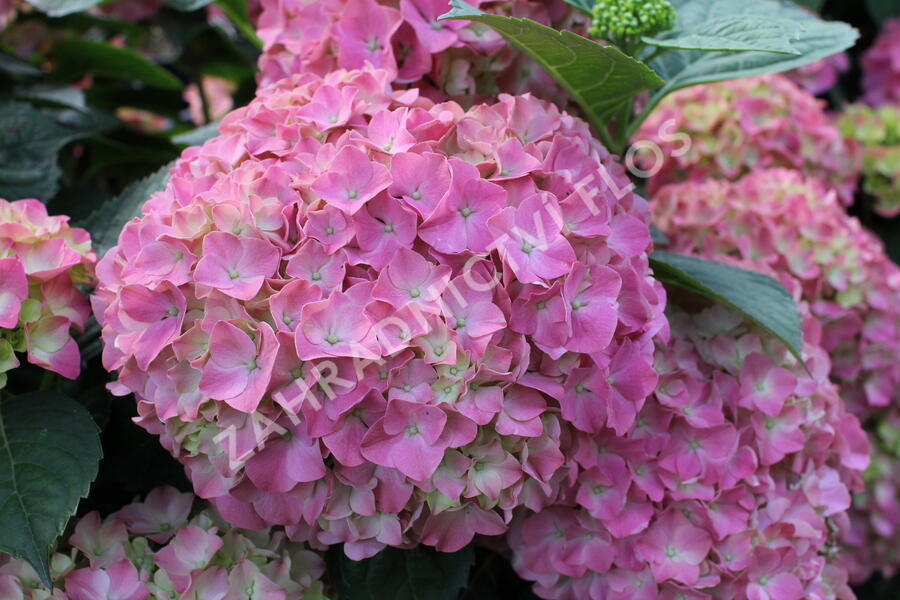 Hortenzie velkolistá 'King George V.' - Hydrangea macrophylla 'King George V.'