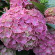 Hortenzie velkolistá 'King George V.' - Hydrangea macrophylla 'King George V.'