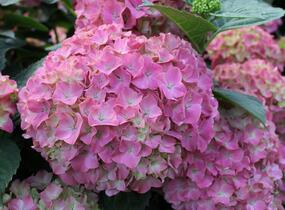 Hortenzie velkolistá 'King George V.' - Hydrangea macrophylla 'King George V.'