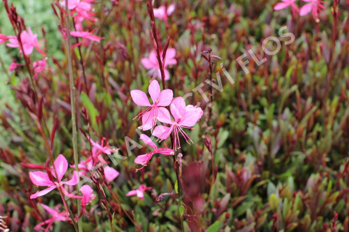 Svíčkovec 'Belleza® Dark Pink' - Gaura lindheimeri 'Belleza® Dark Pink'