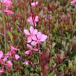 Svíčkovec 'Belleza® Dark Pink' - Gaura lindheimeri 'Belleza® Dark Pink'