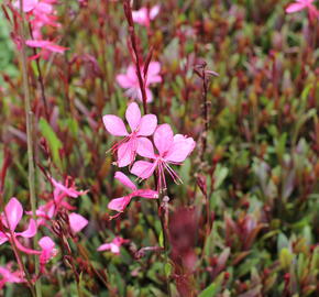 Svíčkovec 'Belleza® Dark Pink' - Gaura lindheimeri 'Belleza® Dark Pink'