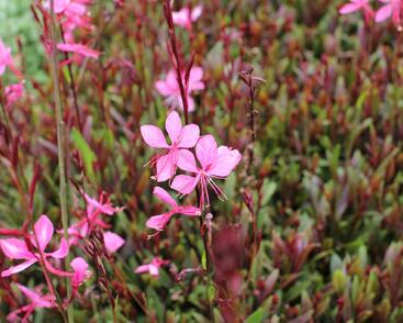 Svíčkovec 'Belleza® Dark Pink'