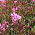 svickovec-belleza-dark-pink.jpg