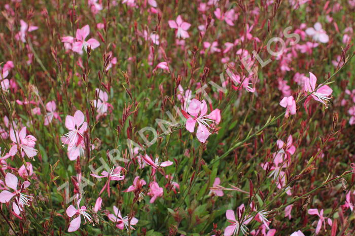 Svíčkovec 'Tutti Frutti' - Gaura lindheimeri 'Tutti Frutti'