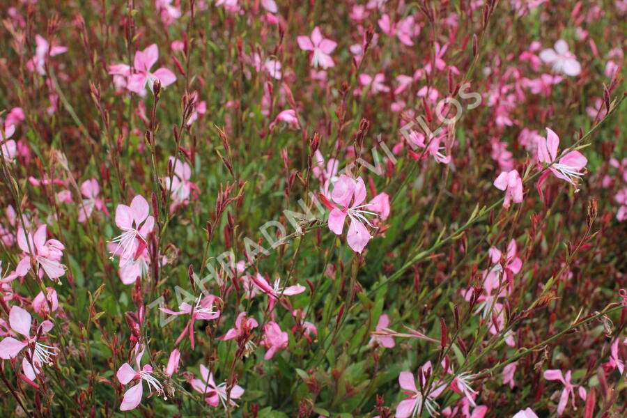 Svíčkovec 'Tutti Frutti' - Gaura lindheimeri 'Tutti Frutti'