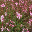 Svíčkovec 'Tutti Frutti' - Gaura lindheimeri 'Tutti Frutti'