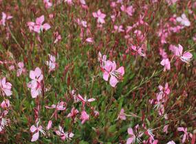 Svíčkovec 'Tutti Frutti' - Gaura lindheimeri 'Tutti Frutti'