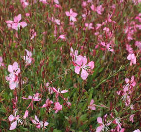 Svíčkovec 'Tutti Frutti' - Gaura lindheimeri 'Tutti Frutti'