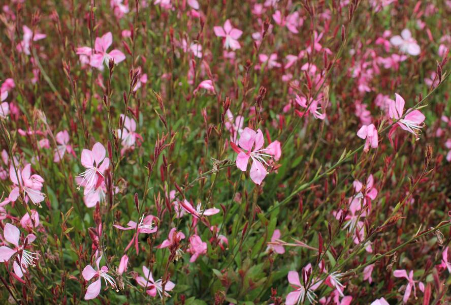 Svíčkovec 'Tutti Frutti' - Gaura lindheimeri 'Tutti Frutti'