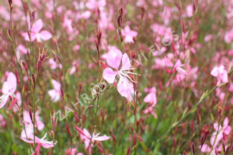 Svíčkovec 'Tutti Frutti' - Gaura lindheimeri 'Tutti Frutti'