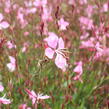 Svíčkovec 'Tutti Frutti' - Gaura lindheimeri 'Tutti Frutti'