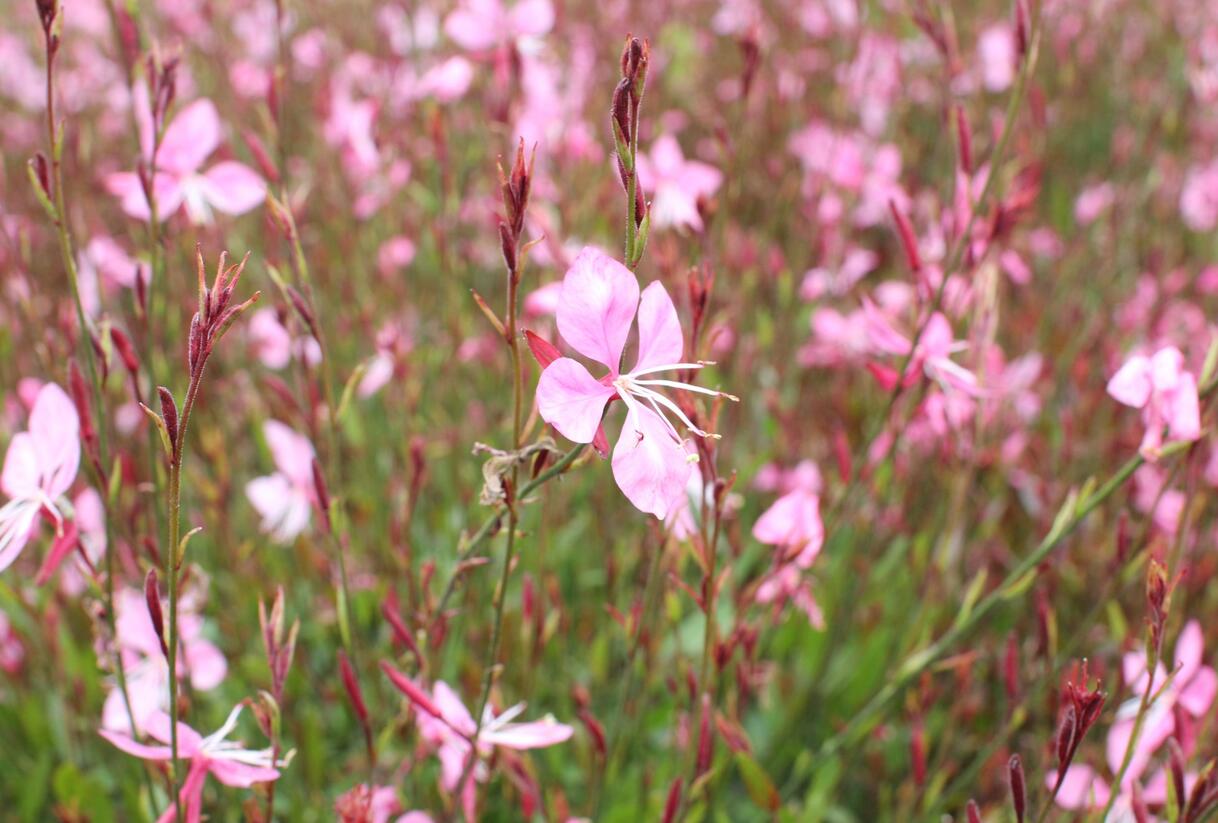 Svíčkovec 'Tutti Frutti' - Gaura lindheimeri 'Tutti Frutti'