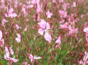 Svíčkovec 'Tutti Frutti' - Gaura lindheimeri 'Tutti Frutti'