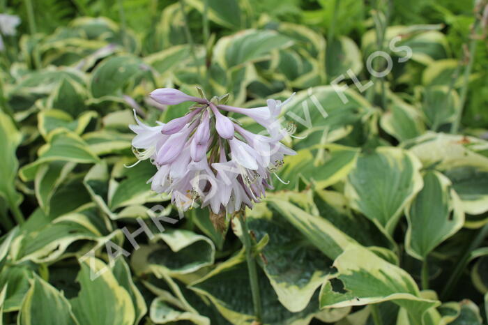 Bohyška 'Austin Dickinson' - Hosta 'Austin Dickinson'