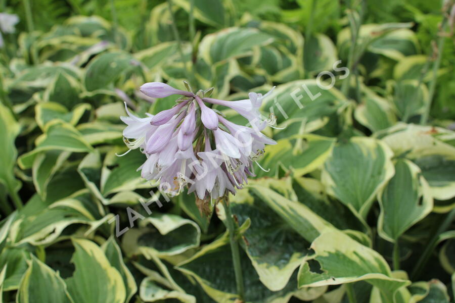 Bohyška 'Austin Dickinson' - Hosta 'Austin Dickinson'
