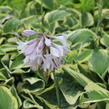 Bohyška 'Austin Dickinson' - Hosta 'Austin Dickinson'