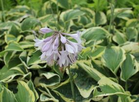 Bohyška 'Austin Dickinson' - Hosta 'Austin Dickinson'