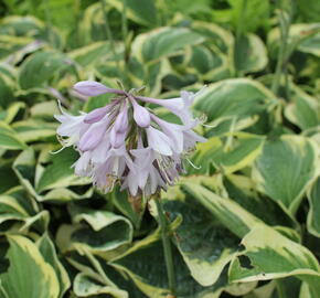 Bohyška 'Austin Dickinson' - Hosta 'Austin Dickinson'