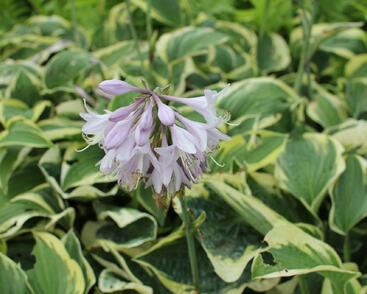 Bohyška 'Austin Dickinson'