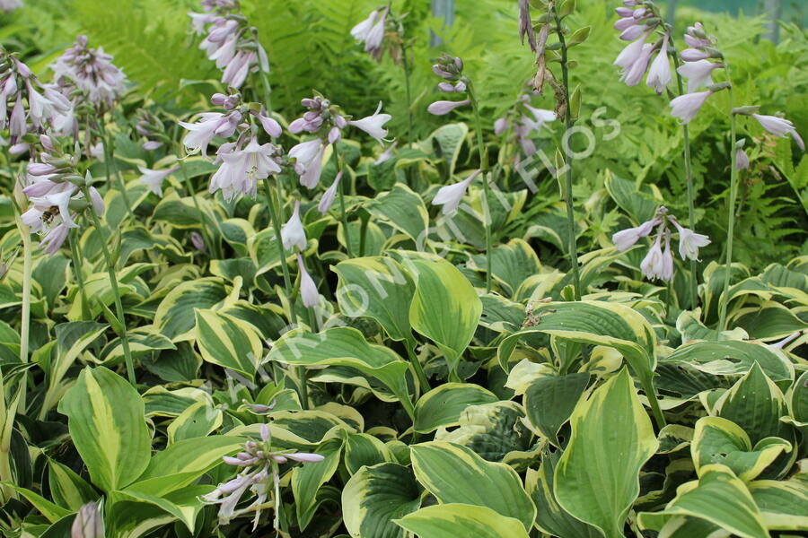 Bohyška 'Austin Dickinson' - Hosta 'Austin Dickinson'