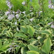 Bohyška 'Austin Dickinson' - Hosta 'Austin Dickinson'
