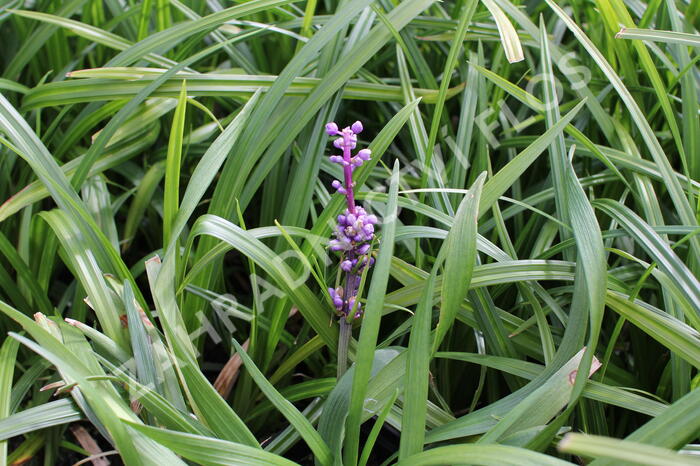 Liriope 'Royal Purple' - Liriope muscari 'Royal Purple'