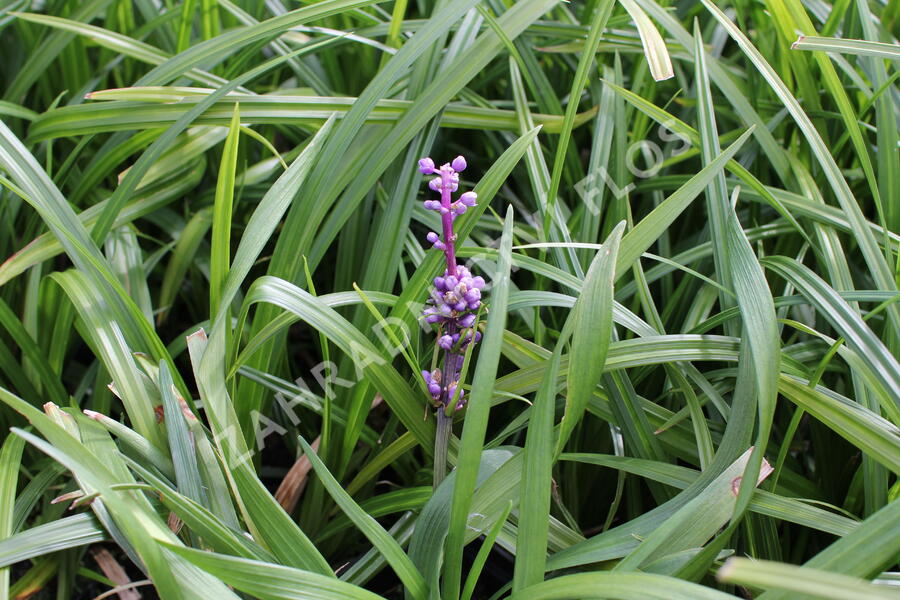 Liriope 'Royal Purple' - Liriope muscari 'Royal Purple'