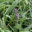 Liriope 'Royal Purple' - Liriope muscari 'Royal Purple'