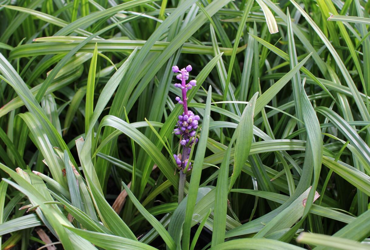 Liriope 'Royal Purple' - Liriope muscari 'Royal Purple'