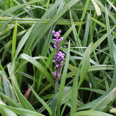 Liriope 'Royal Purple' - Liriope muscari 'Royal Purple'