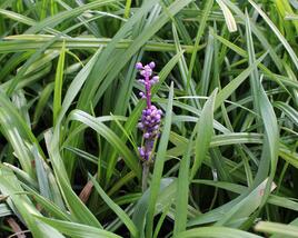 Liriope 'Royal Purple'