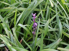 Liriope 'Royal Purple' - Liriope muscari 'Royal Purple'