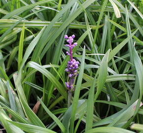 Liriope 'Royal Purple' - Liriope muscari 'Royal Purple'