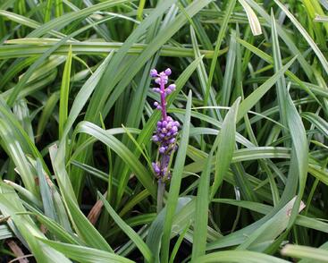 Liriope 'Royal Purple'