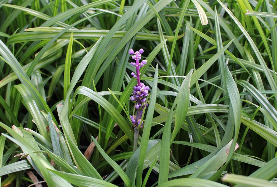 Liriope 'Royal Purple' - Liriope muscari 'Royal Purple'