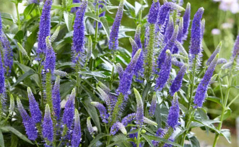 Rozrazil dlouholistý 'First Glory' - Veronica longifolia 'First Glory'