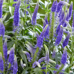 Rozrazil dlouholistý 'First Glory' - Veronica longifolia 'First Glory'