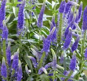 Rozrazil dlouholistý 'First Glory' - Veronica longifolia 'First Glory'