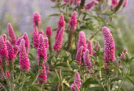 Rozrazil dlouholistý 'First Love' - Veronica longifolia 'First Love'