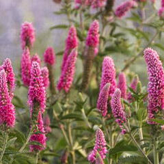 Rozrazil dlouholistý 'First Love' - Veronica longifolia 'First Love'