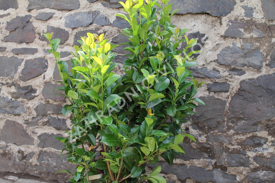Bobkovišeň lékařská 'Ani' - Prunus laurocerasus 'Ani'